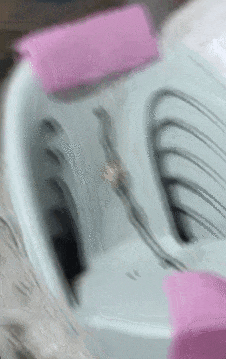 昆明一女子网购塑料凳,拆开竟发现一条蛇被胶带固定粘在椅子上,还在动!